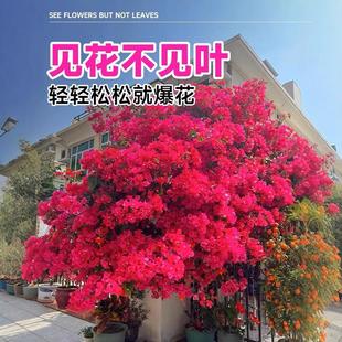 三角梅带花盆栽大苗爬藤重瓣植物四季开花卉不断室内阳台庭院树苗