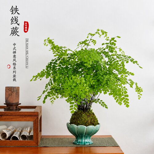 铁线蕨耐阴好养室内苔藓球盆栽