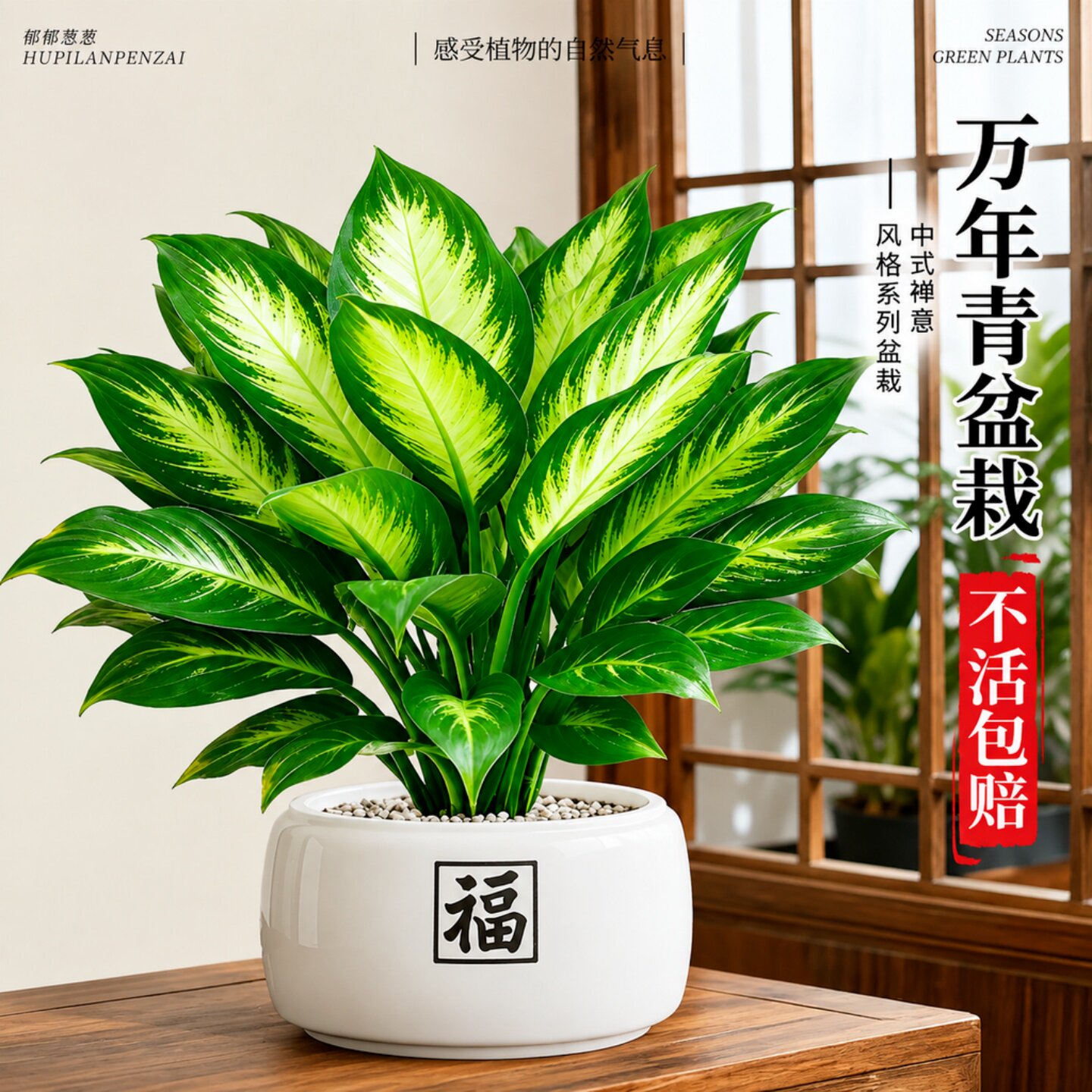 万年青绿植室内盆栽玛丽安办公室桌面懒人好养活植物摆件四季常青