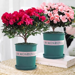 杜鹃花盆栽带花苞庭院四季绿植物室内花卉老桩映山红花苗绿植好养