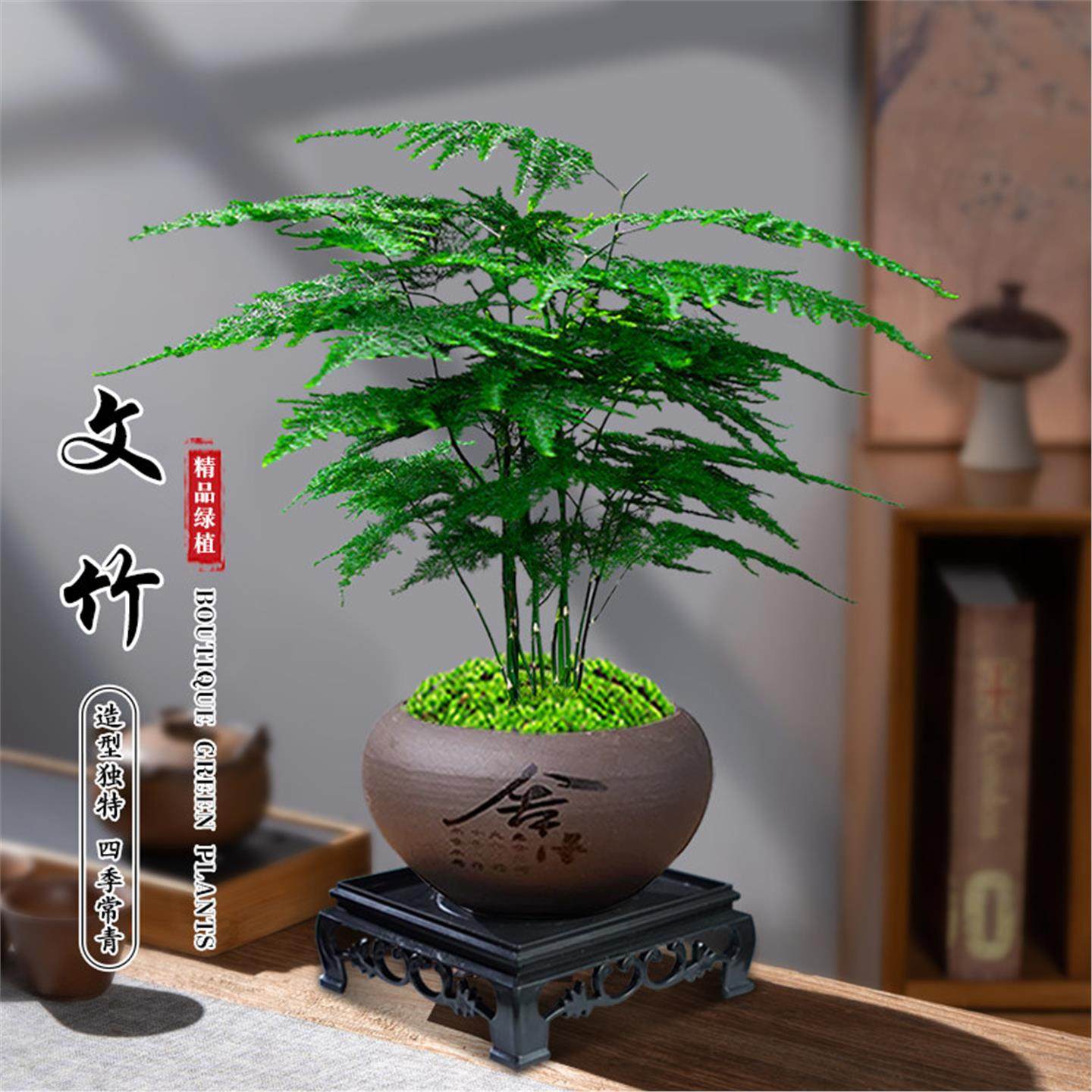 文竹盆栽文雅花卉绿植办公茶桌盆景室内好养净化空气四季常青植物,鲜花速递/花卉仿真/绿植园艺,造型盆景,淘宝优惠券,粉丝福利购,淘宝优惠卷