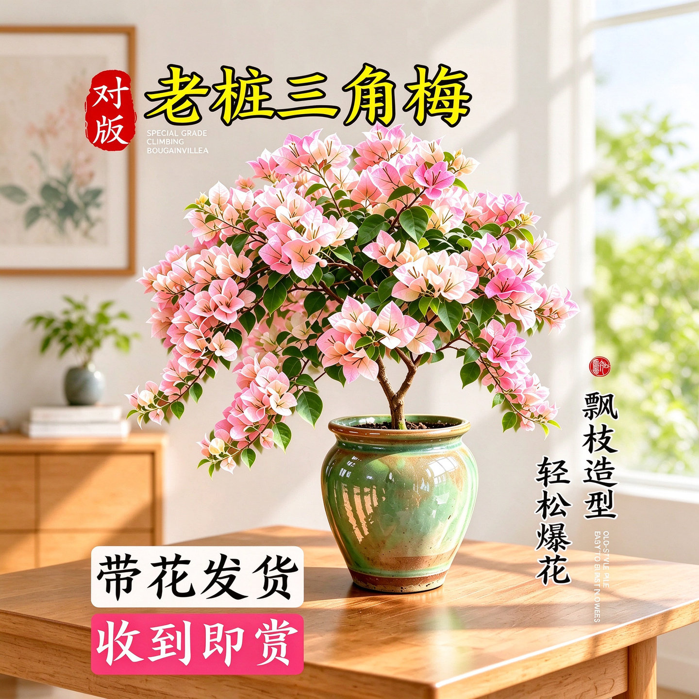 绿樱三角梅盆栽老桩大苗带花室内好养爬藤花卉四季开花桌面绿植阳
