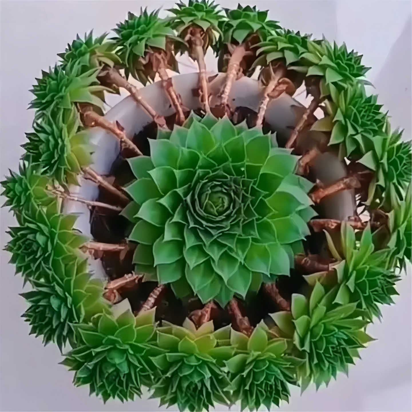 大颗观音莲多肉植物多头群生带崽