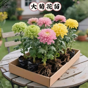 菊花苗小苗盆栽当季开花千头菊雏菊秋菊大花室内外绿植花卉多年生