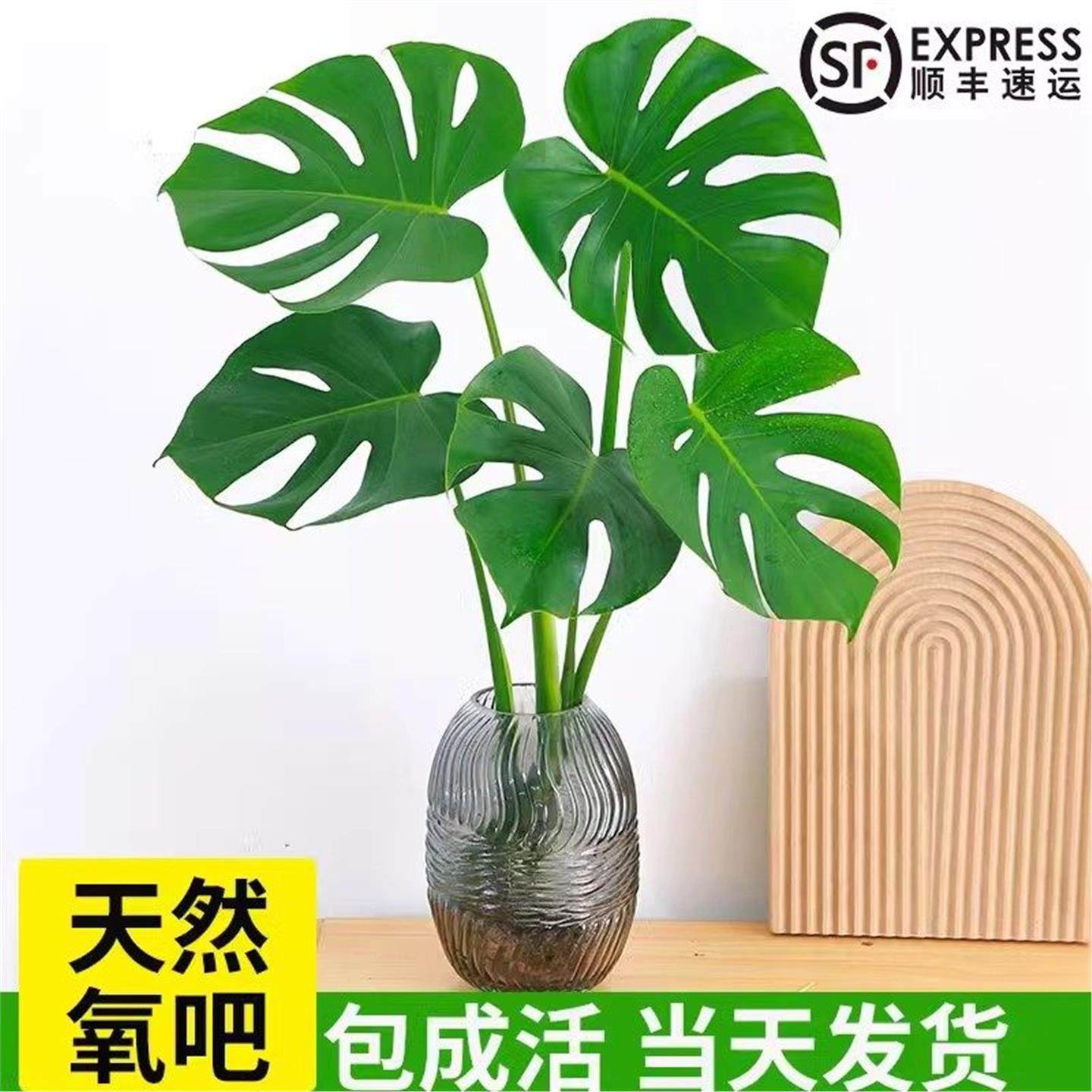 水培植物龟背竹盆栽绿植老桩净化空气天堂鸟大叶室内观叶耐阴常青,鲜花速递/花卉仿真/绿植园艺,绿植,淘宝优惠券,粉丝福利购,淘宝优惠卷