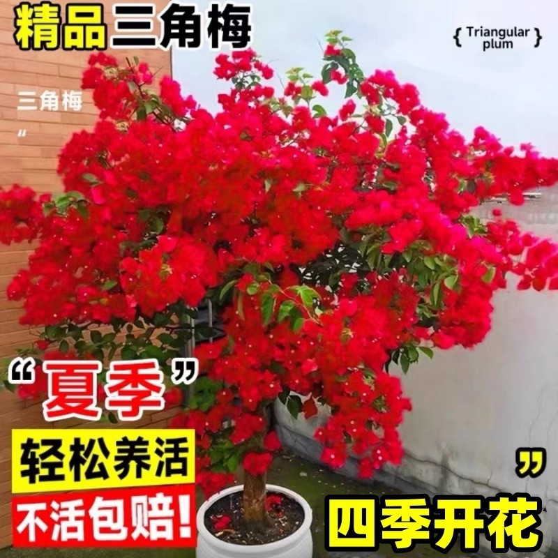 三角梅花卉绿植盆栽老桩室内蔷薇爬藤植物重瓣庭院花苗易活四季开