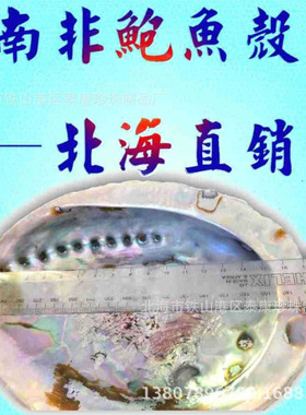 南非鲍鱼壳 14~20cm 蓝色鲍鱼贝壳SOU-BLU-UNG-KGS创意天然成品