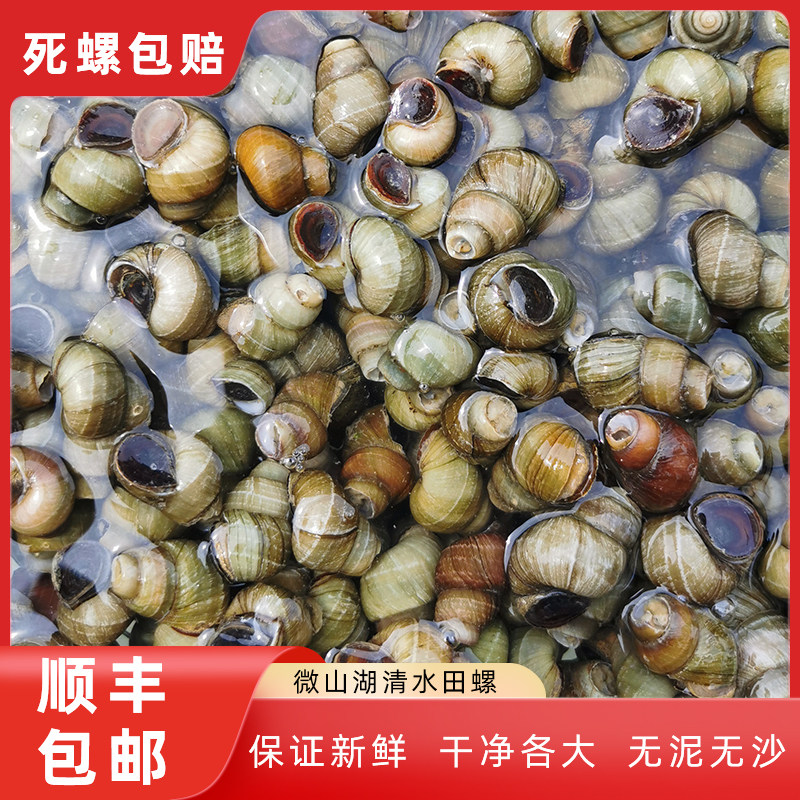微山湖清水剪尾田螺鲜活剪尾螺丝粉无沙螺蛳专用饭店商用批量发货