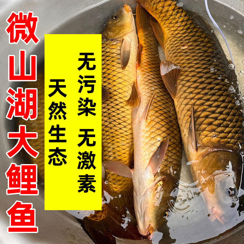 微山湖野捕四鼻鲤鱼活鱼现杀