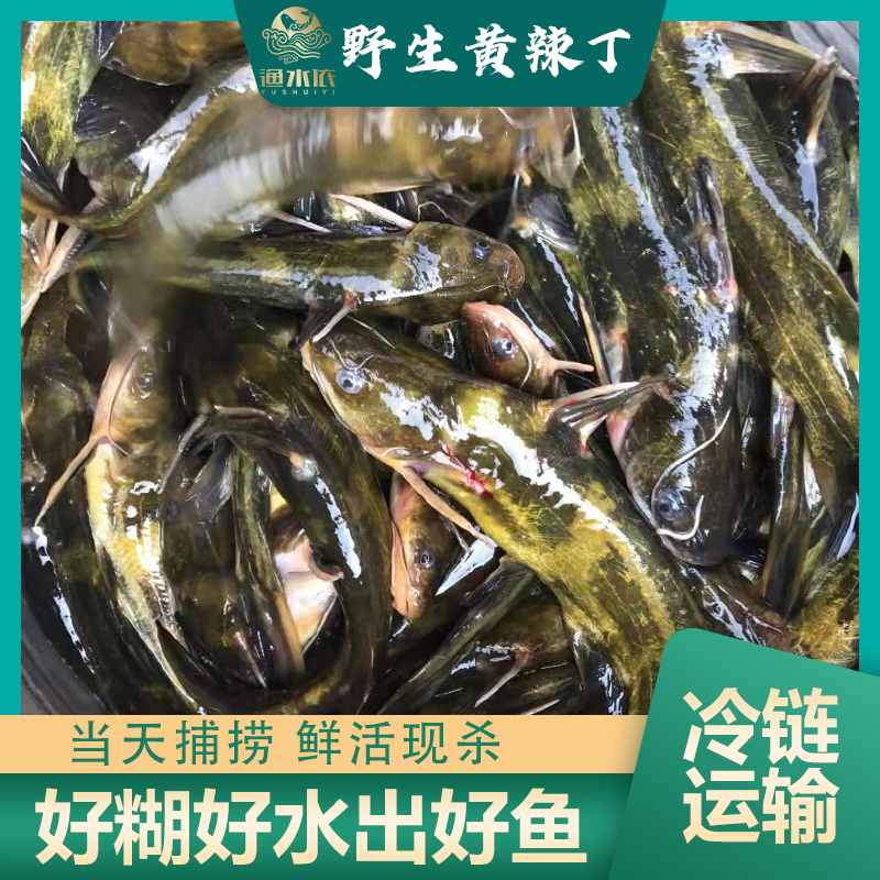 微山湖黄辣丁新鲜黄骨鱼淡水河鱼