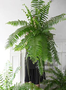 植迷者大霸王蕨长叶肾蕨波士顿观叶绿植网红室内盆栽植物热带雨林