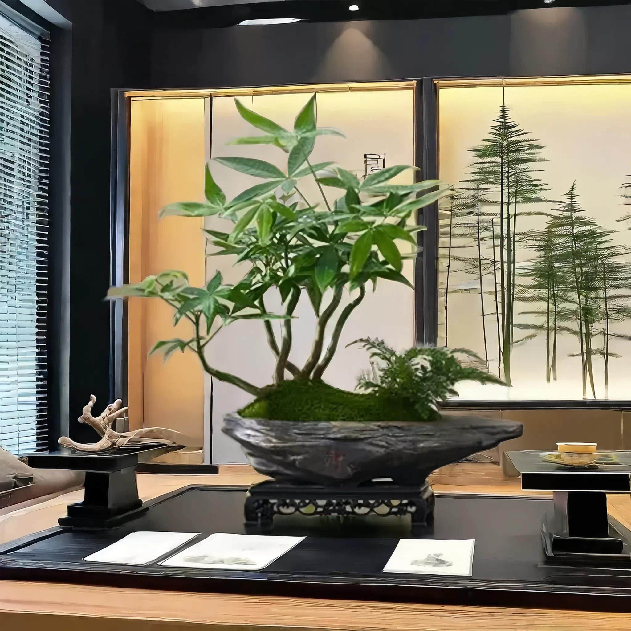 五福发财树盆栽室内植物办公桌书房茶几禅意盆景乔迁开业摆件绿植,鲜花速递/花卉仿真/绿植园艺,造型盆景,淘宝优惠券,粉丝福利购,淘宝优惠卷