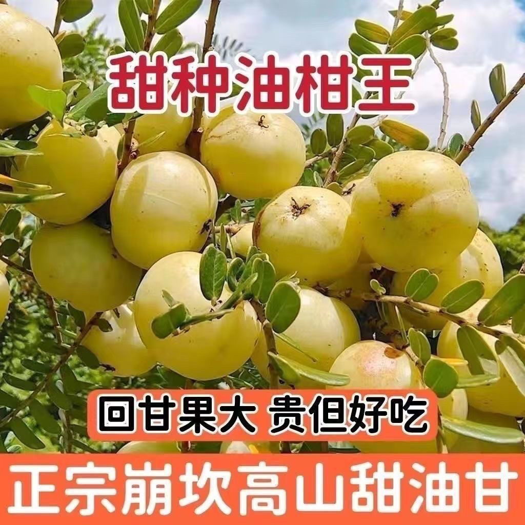 潮汕普宁甜油甘新鲜油甘果牛甘果余甘果滇橄榄甜种柿饼甜油柑,水产肉类/新鲜蔬果/熟食,其它,淘宝优惠券,粉丝福利购,淘宝优惠卷