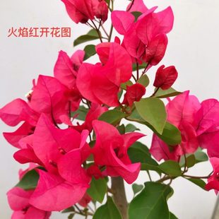 三角梅火焰红扦插苗带盆