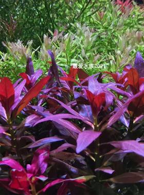 大红叶水草鱼缸造景中后景自家繁殖需要水草泥红色阳性红灯丁香