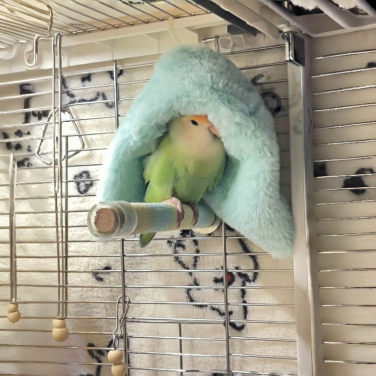 鹦鹉窝保暖挡风过冬毛毯棉牡丹披肩披肩睡觉鸟巢房子牡丹玄凤虎皮,宠物/宠物食品及用品,鸟窝,淘宝优惠券,粉丝福利购,淘宝优惠卷