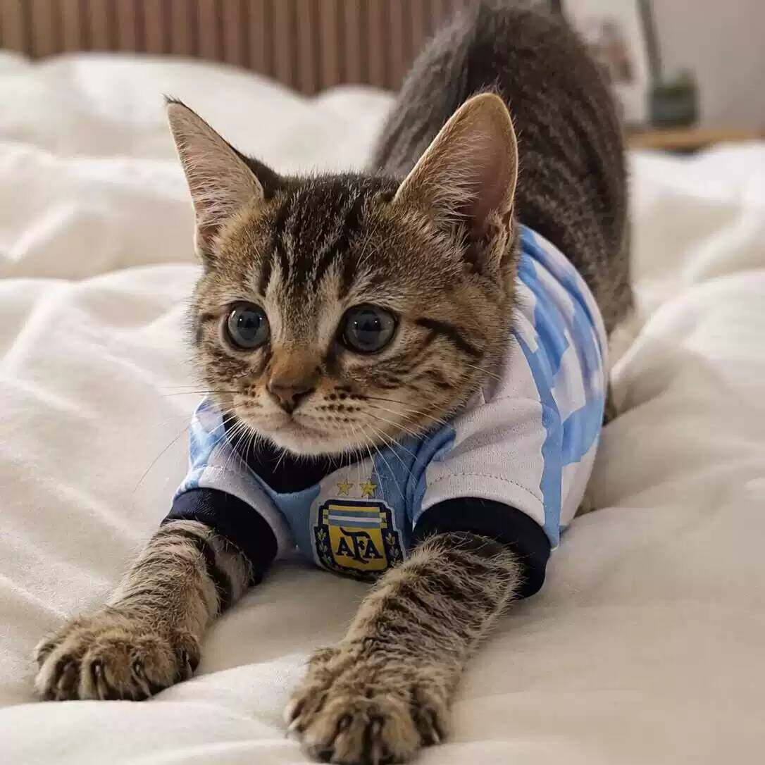 猫咪狗狗世界杯足球主题宠物背心