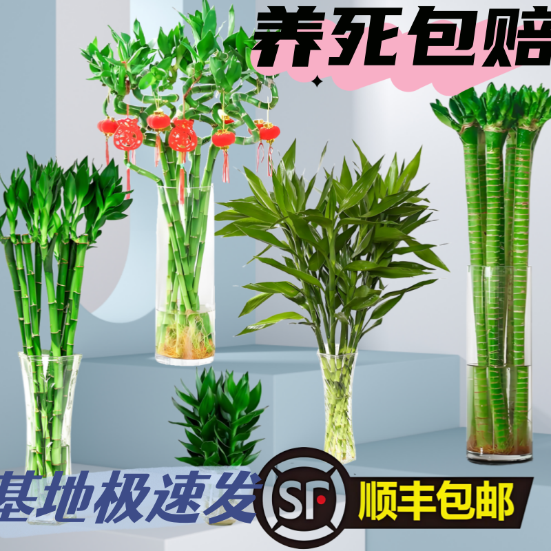 带根富贵竹转运竹龙竹观音竹盆栽