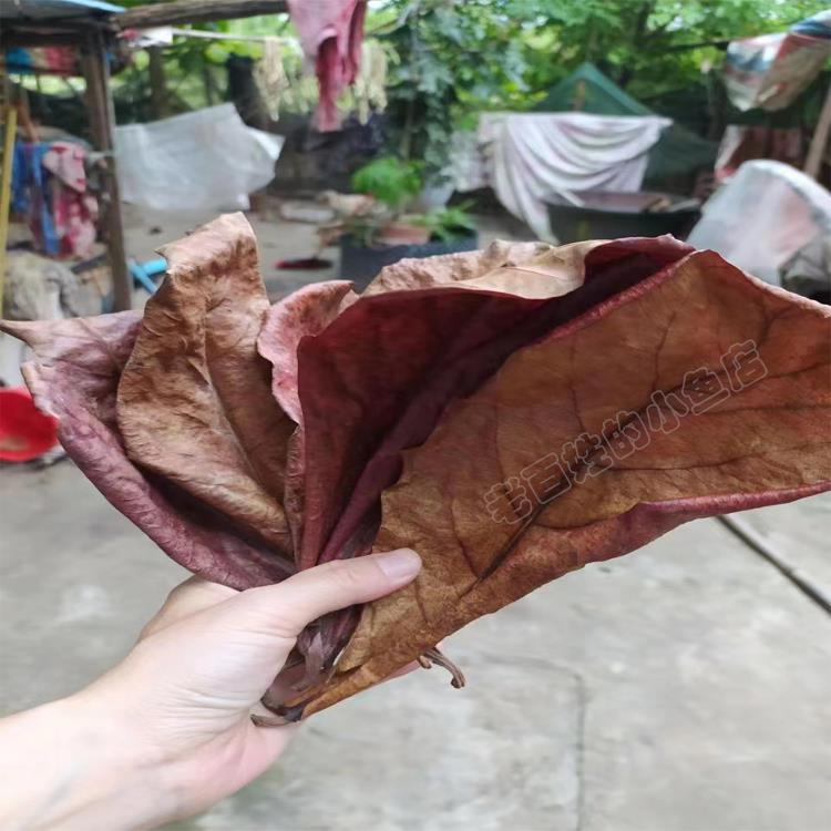 鱼缸榄仁叶降酸调节Ph值水族橄榄叶龙眼叶懒人叶斗鱼乌龟稳定水质