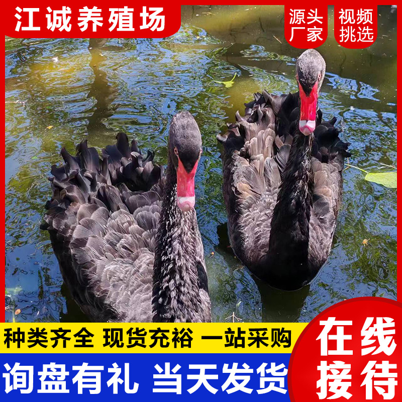 纯种黑天鹅小苗成年黑天鹅脱温苗半大黑天鹅公母一对景区观赏鹅