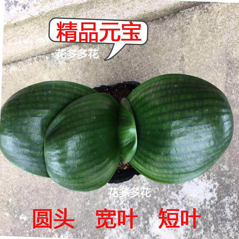 精品君子兰圆头和尚小苗短叶宽叶元宝君子兰室内客厅植物花卉盆栽