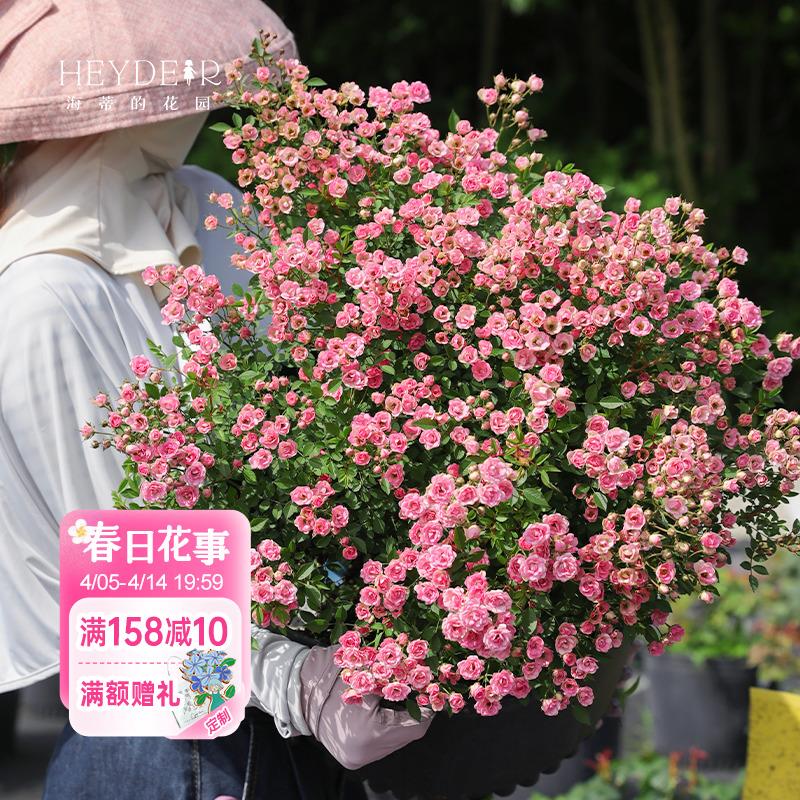 海蒂的花园月季花苗超微开花小微型迷你阳台室外露台植物花卉盆栽
