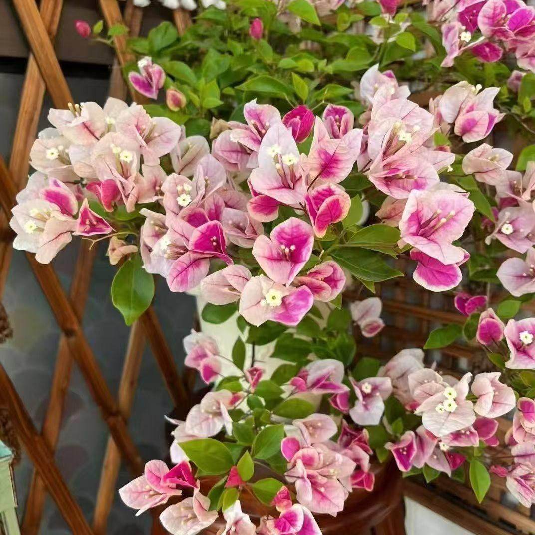 1【漳红樱】三角梅盆栽室内阳台庭院好养花卉四季开 花爬藤好养,鲜花速递/花卉仿真/绿植园艺,造型盆景,淘宝优惠券,粉丝福利购,淘宝优惠卷