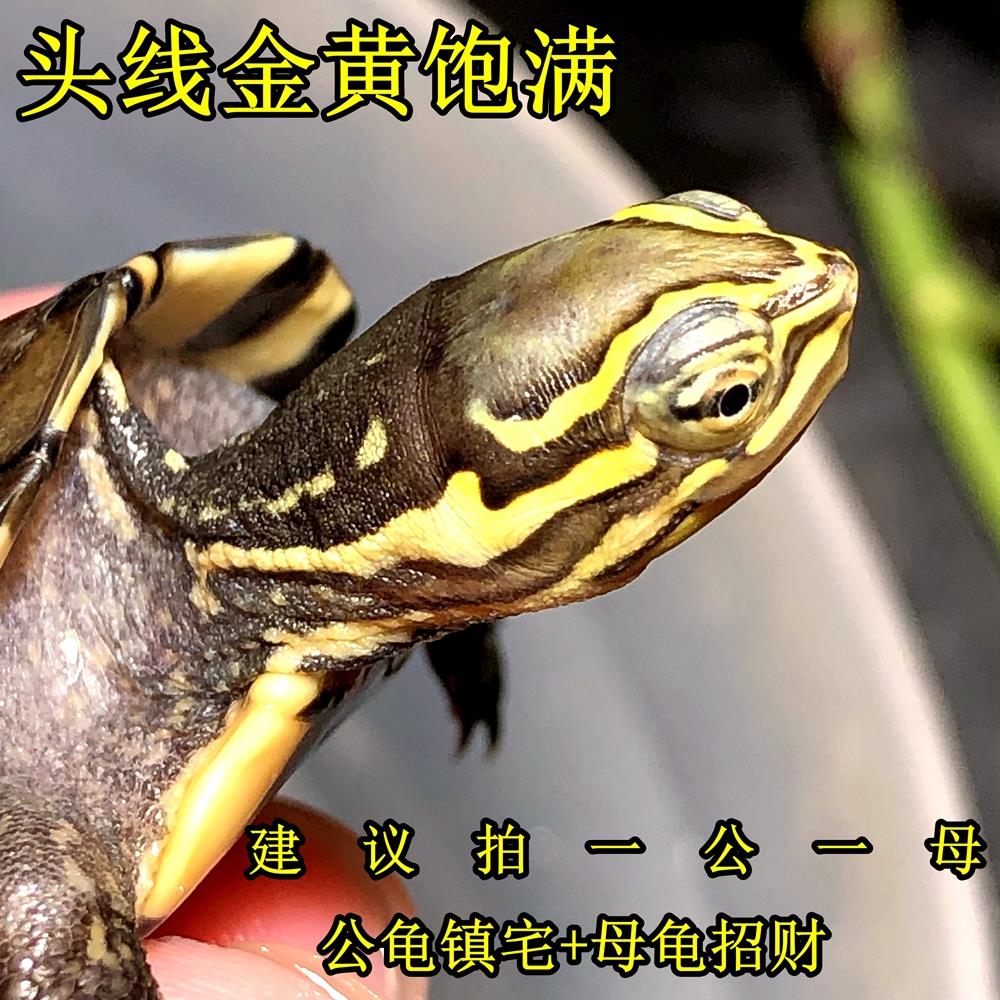 安南龟闭壳龟正宗金钱龟金线安布闭壳龟小宠物安布龟苗招财乌龟苗