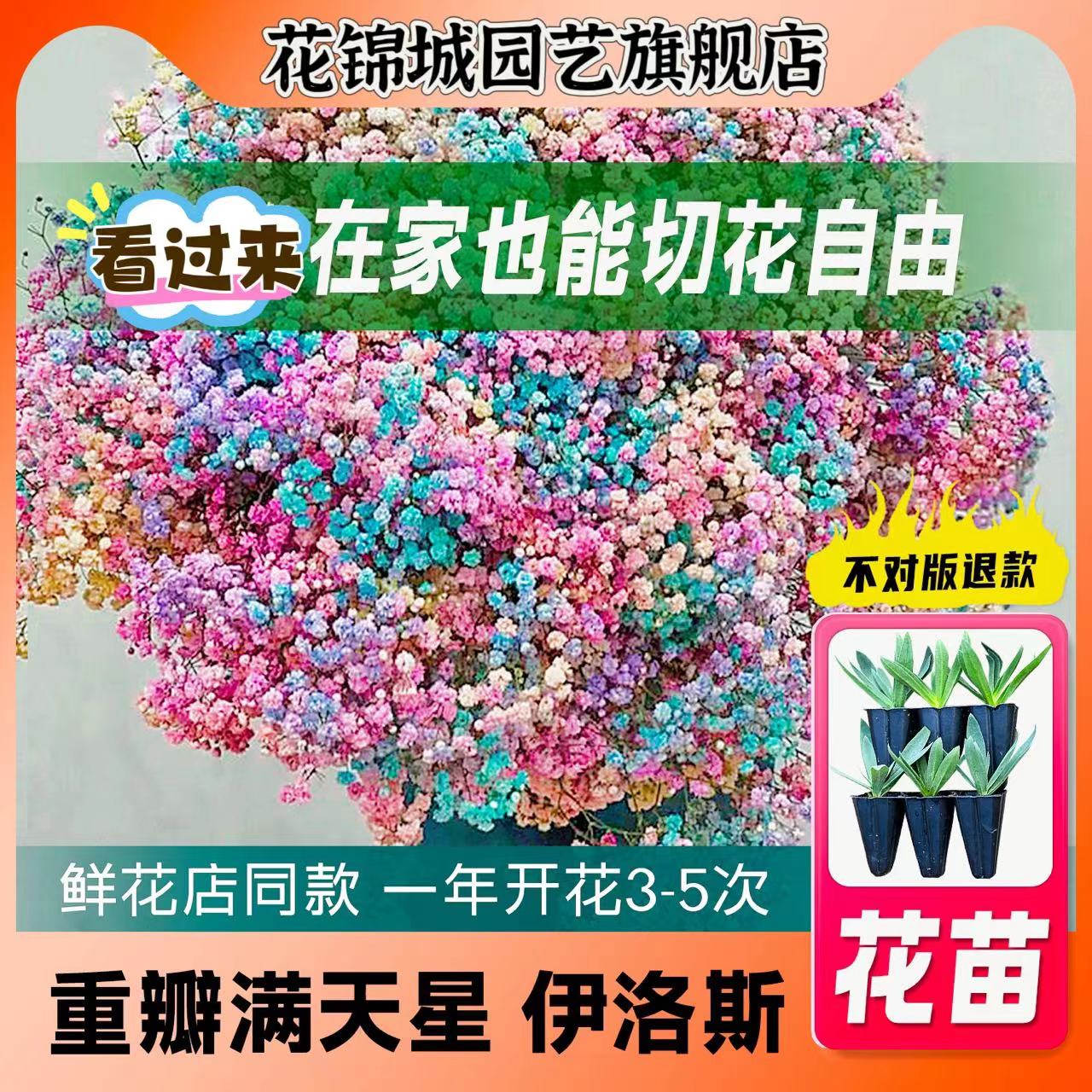 花锦城满天星花苗四季开花