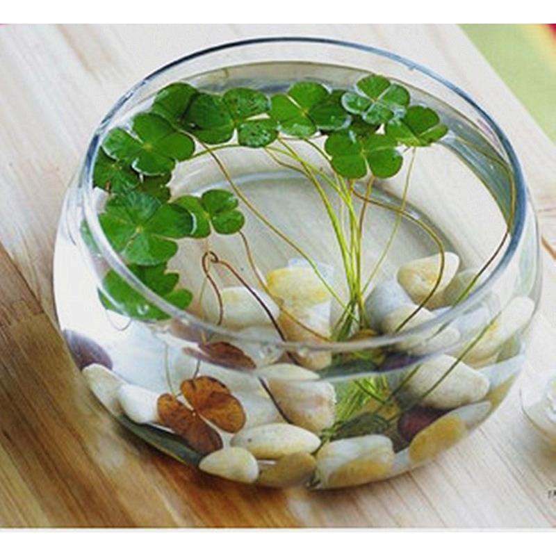 水培玻璃花瓶透明大号水仙盆碗莲盆睡莲花盆乌龟鱼缸水养植物器皿