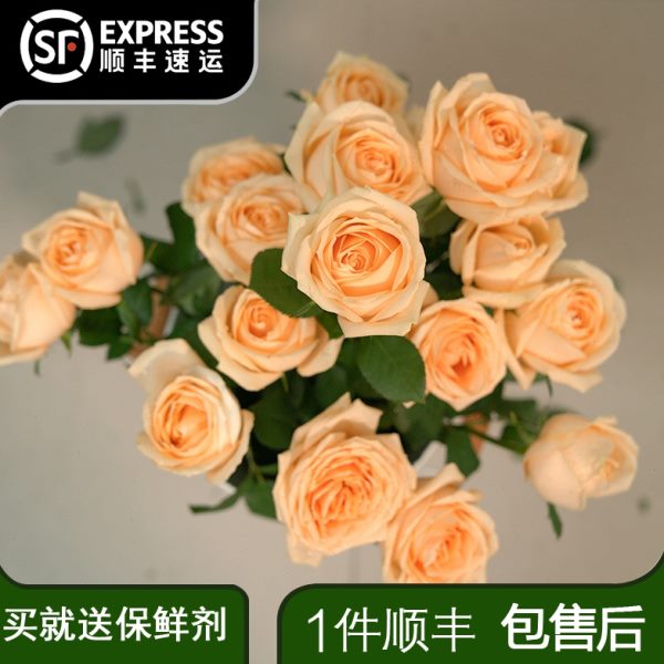 香槟玫瑰卡布奇诺玫瑰花云南直发荔枝多头玫瑰花束