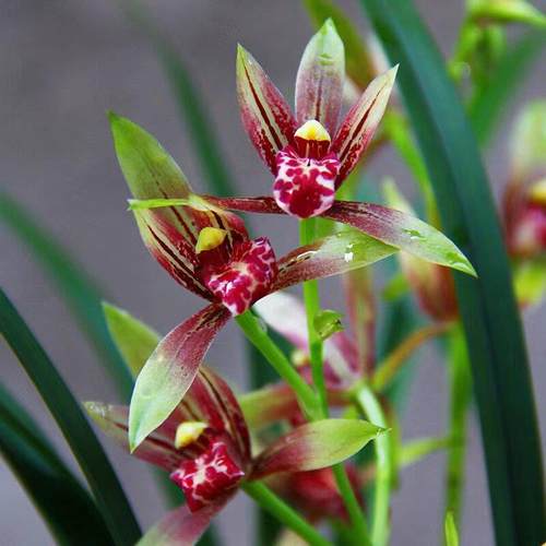 【团购】喜花里【小国魂】四季建兰开花浓香好养室内绿植花卉盆栽