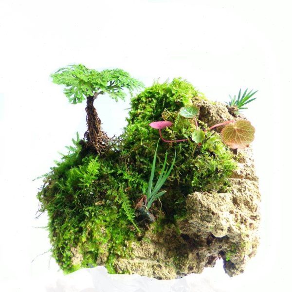 吸水石植物卷柏附石菖蒲盆景苔藓假山水陆缸雨林造景绿植专用包邮