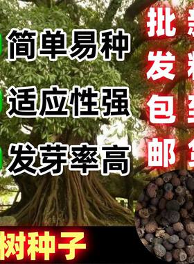 榕树种子大叶马籽鸡青树