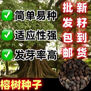 榕树种子大叶榕树种子马榕种籽鸡榕大青树四季绿化庭院高山榕种子