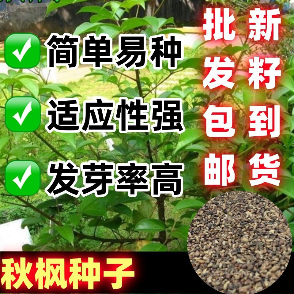 枫树种子量大优惠绿化图片
