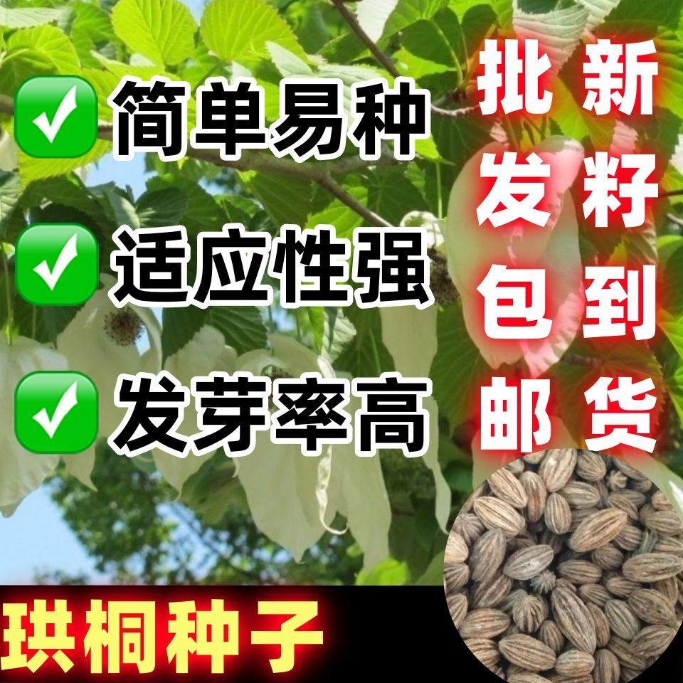 优质珙桐种子树苗林木