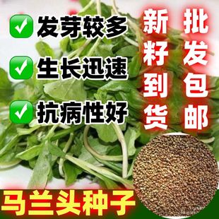 马兰头种子菜籽四季播易种菜园阳台盆栽农家老品种马兰头包邮
