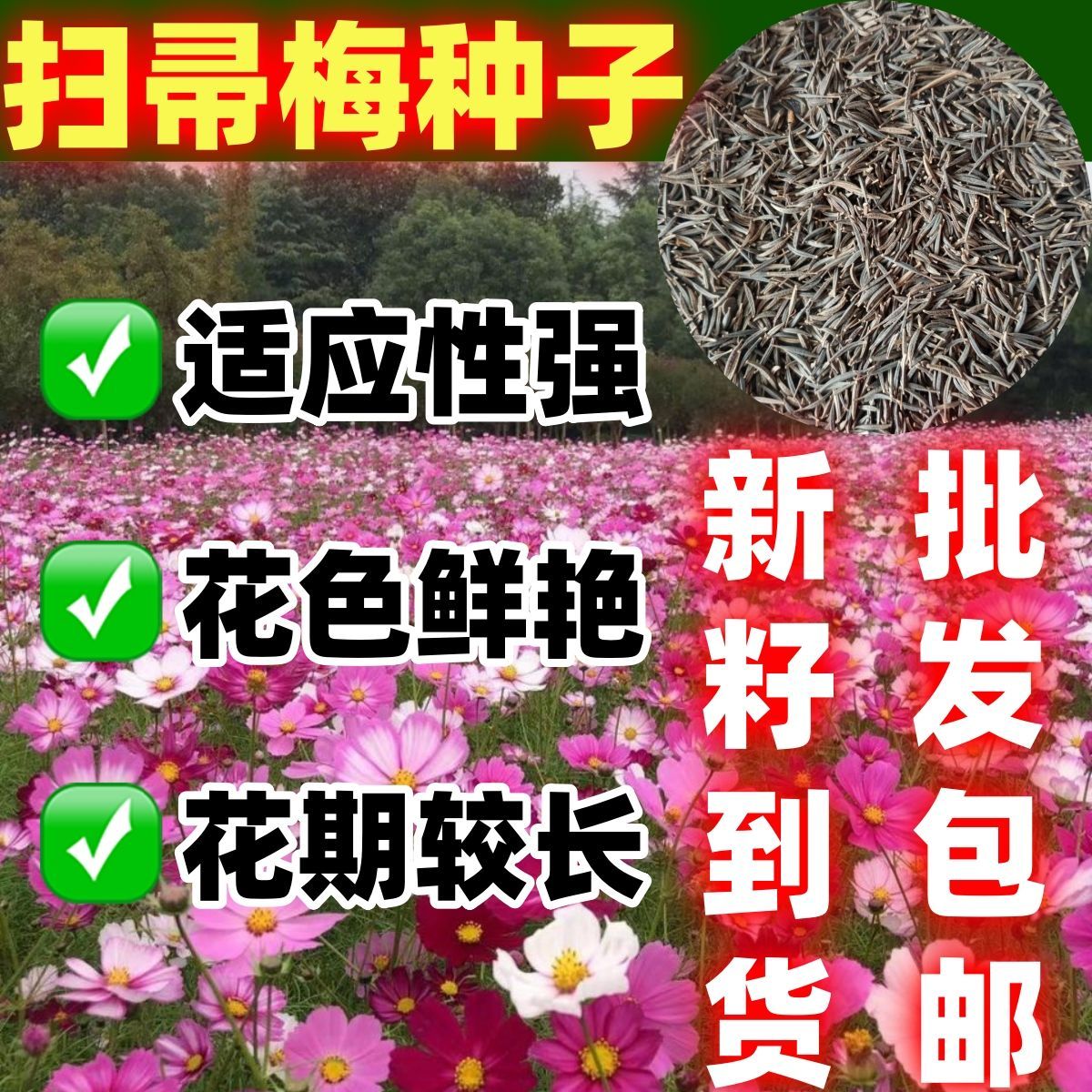 扫帚梅种子波斯菊格桑花