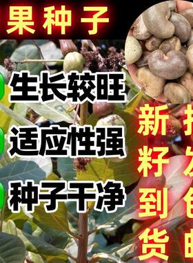 腰果种子四季播种鸡介寿