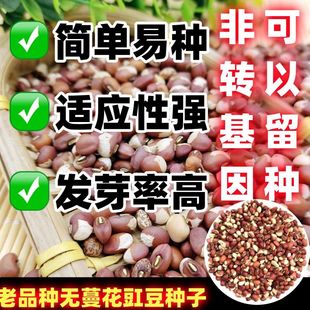 老品种无蔓花豇豆种子 东北缸豆江豆姜豆种籽 香糯好吃煮庭院粥