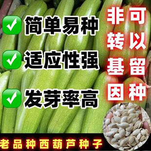 老品种 西葫芦种子绿皮种籽高产四寒抗李耐 病阳台蔬菜种子盆栽