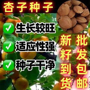 杏子种子新手易种阳台庭院种子果树杏树种子杏核家杏种子山杏种子