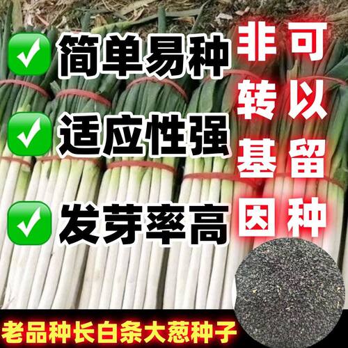 老品种长白条大葱种子一