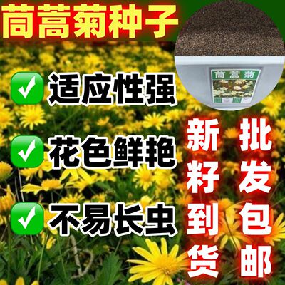 茼蒿菊种子木多年生宿根