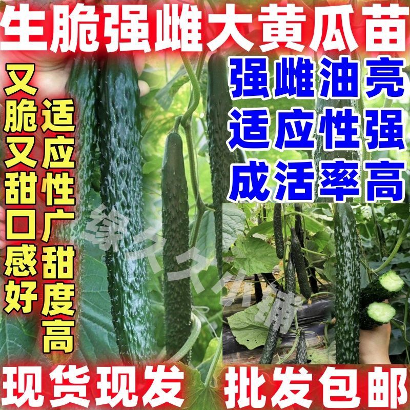 津研四号黄瓜绿瓤心肉无筋阳台春