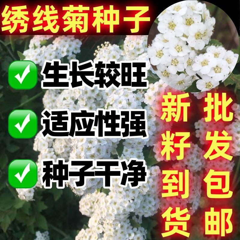 绣线菊种子又名珍珠梅马图片
