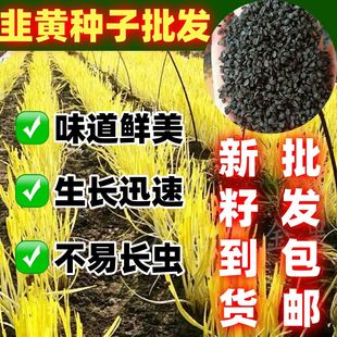 韭黄种籽韭黄种子韭黄籽蔬菜种子韭香浓郁阳台盆栽蔬菜种子