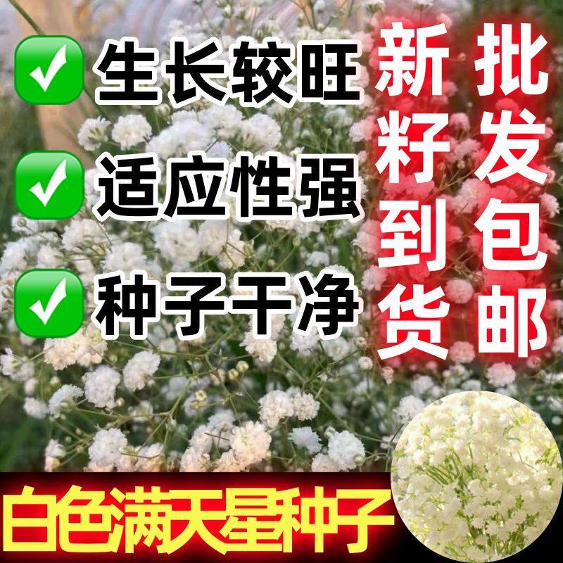 白色满天星花种子四季阳图片