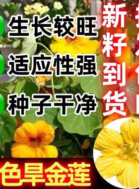 黄色旱金莲种子易活花种籽子盆栽花卉耐寒旱莲花籽旱荷花种植